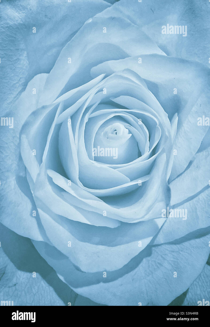 Image macro bleue d'un bouton de rose.Éclairage et texture intéressants ?Photo ©️ COLIN HOSKINS. Banque D'Images