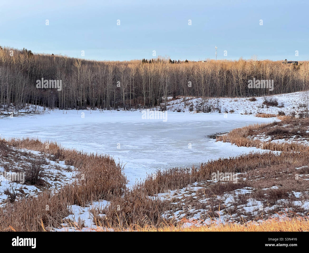 L'étang couvert de neige commence à fondre, entouré d'arbres nus qui commencent à être éclairés par le soleil tôt le matin.Près de Calgary, Alberta, Canada. Banque D'Images