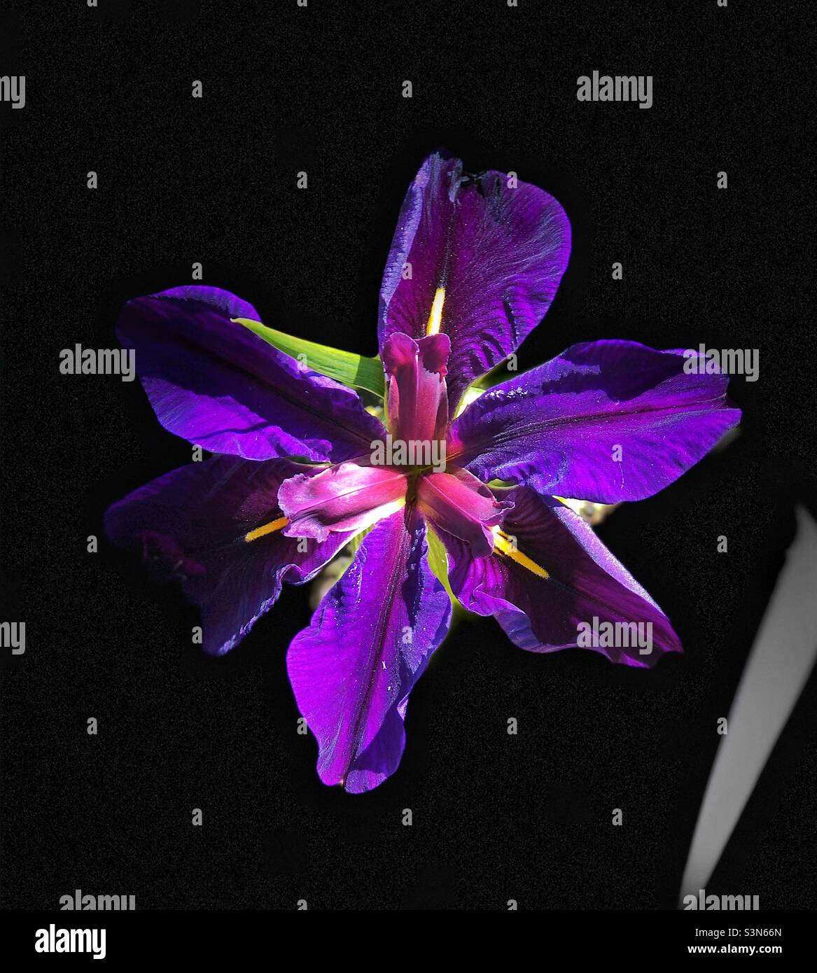 Iris Laevigata - Image de stock capturée avec un smartphone