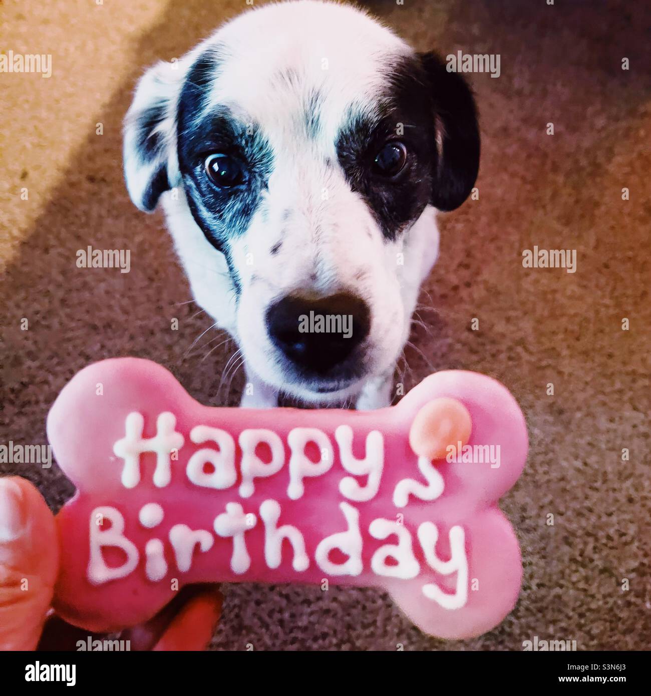 Birthday Bone Banque De Photographies Et D Images A Haute Resolution Alamy