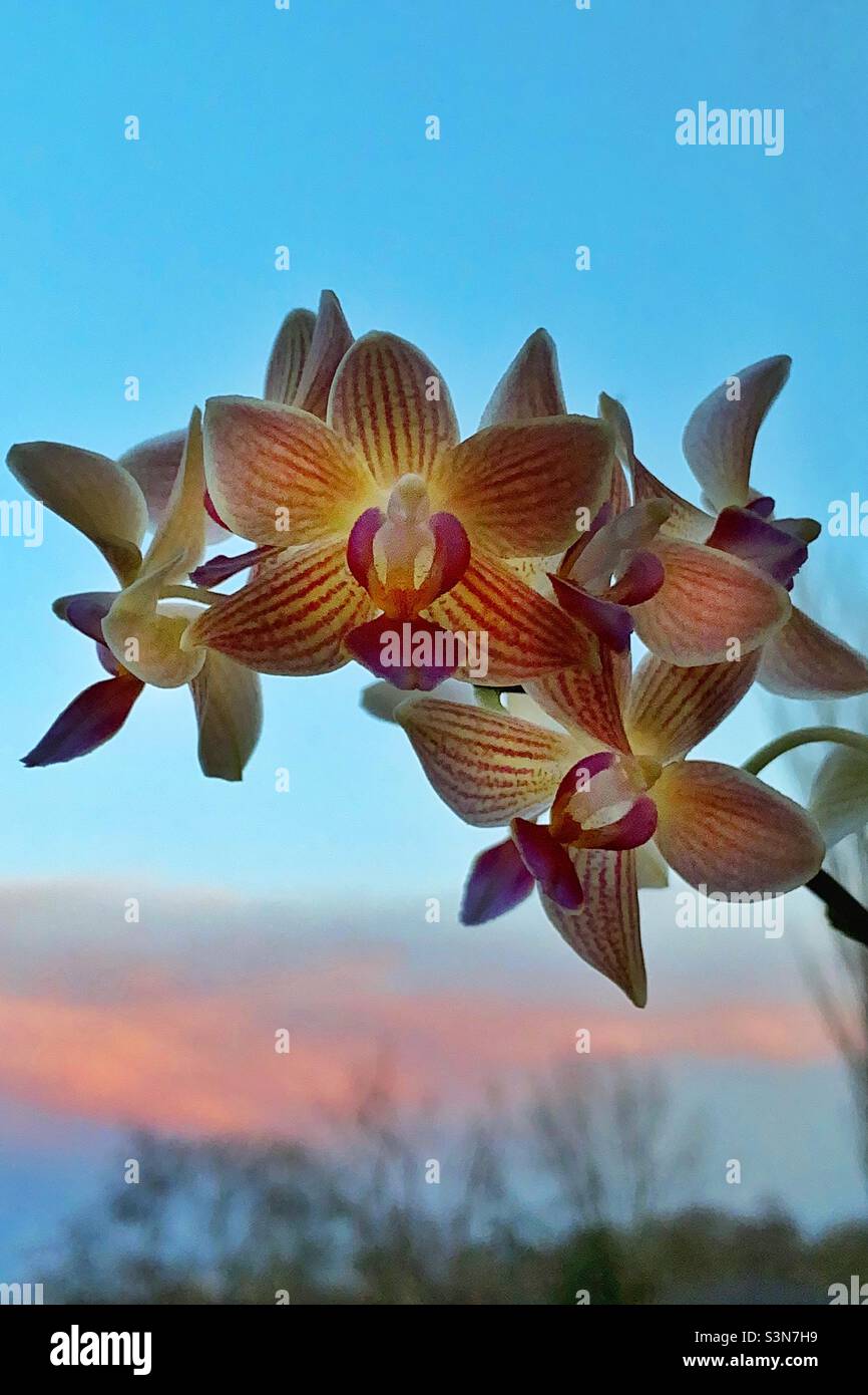 Orchidée d'hiver - Image de stock capturée avec un smartphone