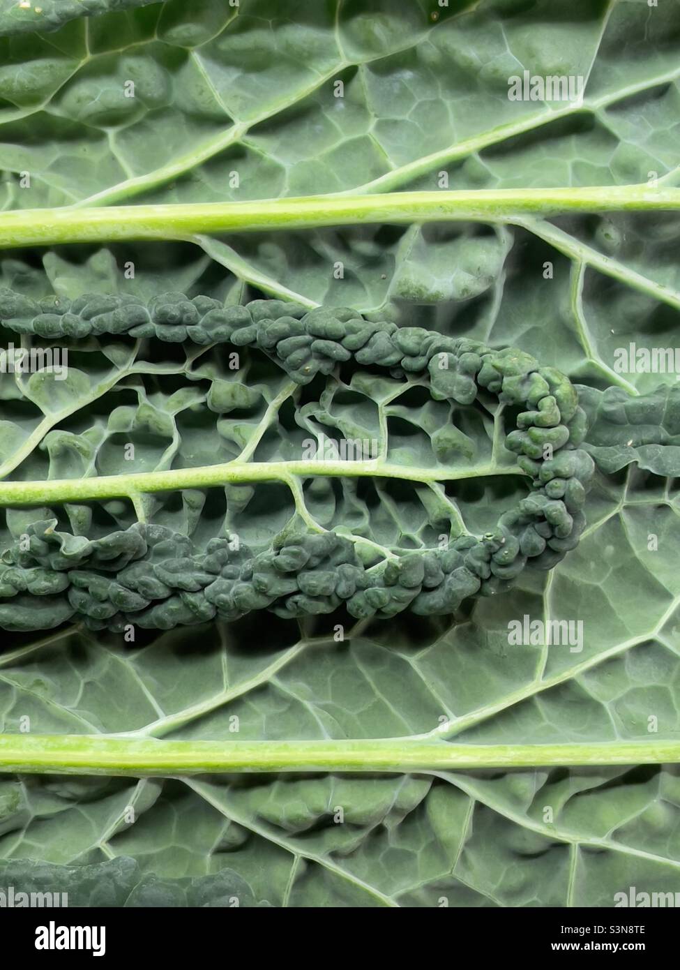 Gros plan de Cavalo Nero ou Cabbage toscan montrant la vaine foliaire Banque D'Images