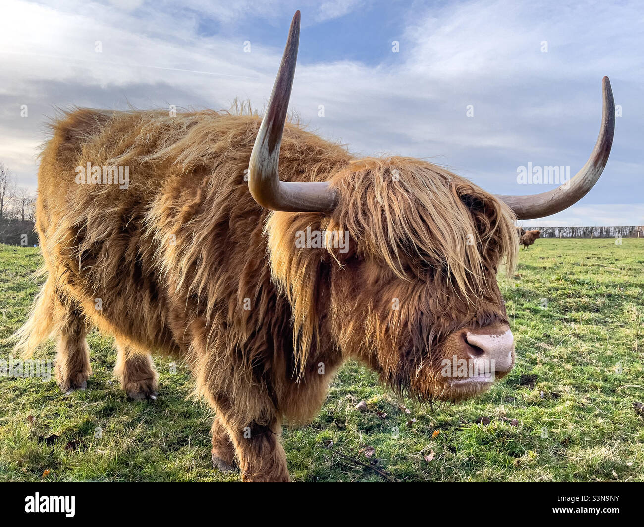 Highland coo - Image de stock capturée avec un smartphone