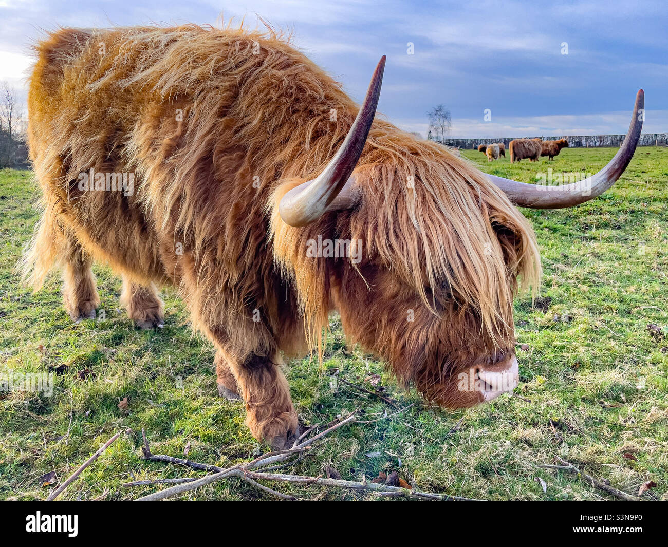Vache Highland - Image de stock capturée avec un smartphone