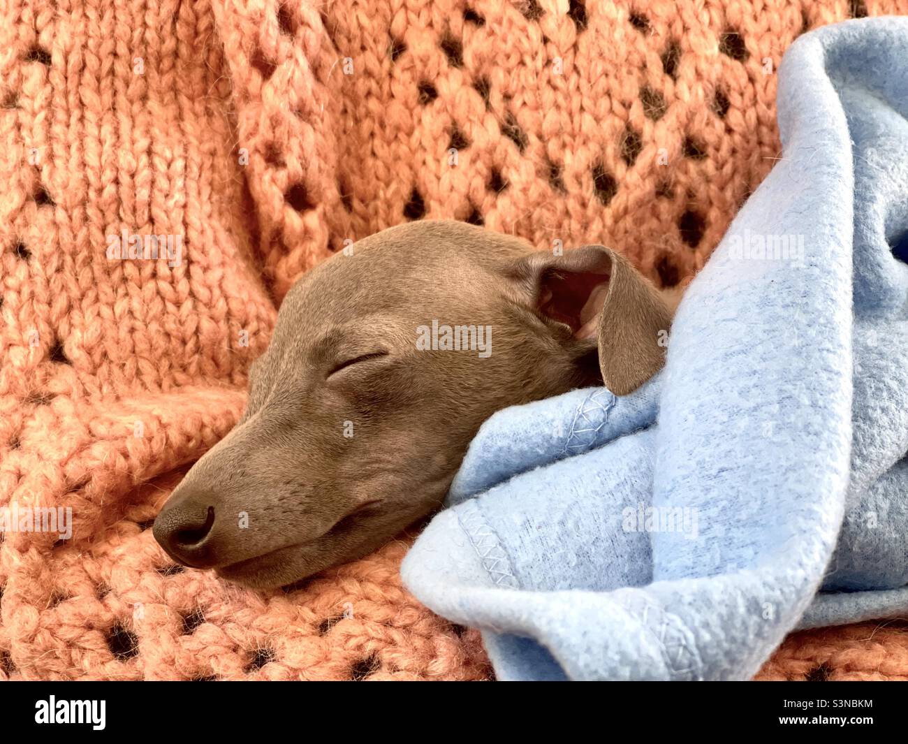 Un chiot Greyhound italien endormi. Banque D'Images