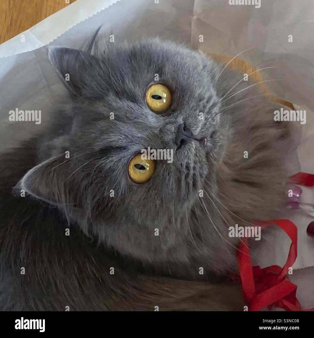 Chat Domestique Persan Blanc Aux Yeux Bleus Banque De Photographies Et D Images A Haute Resolution Alamy