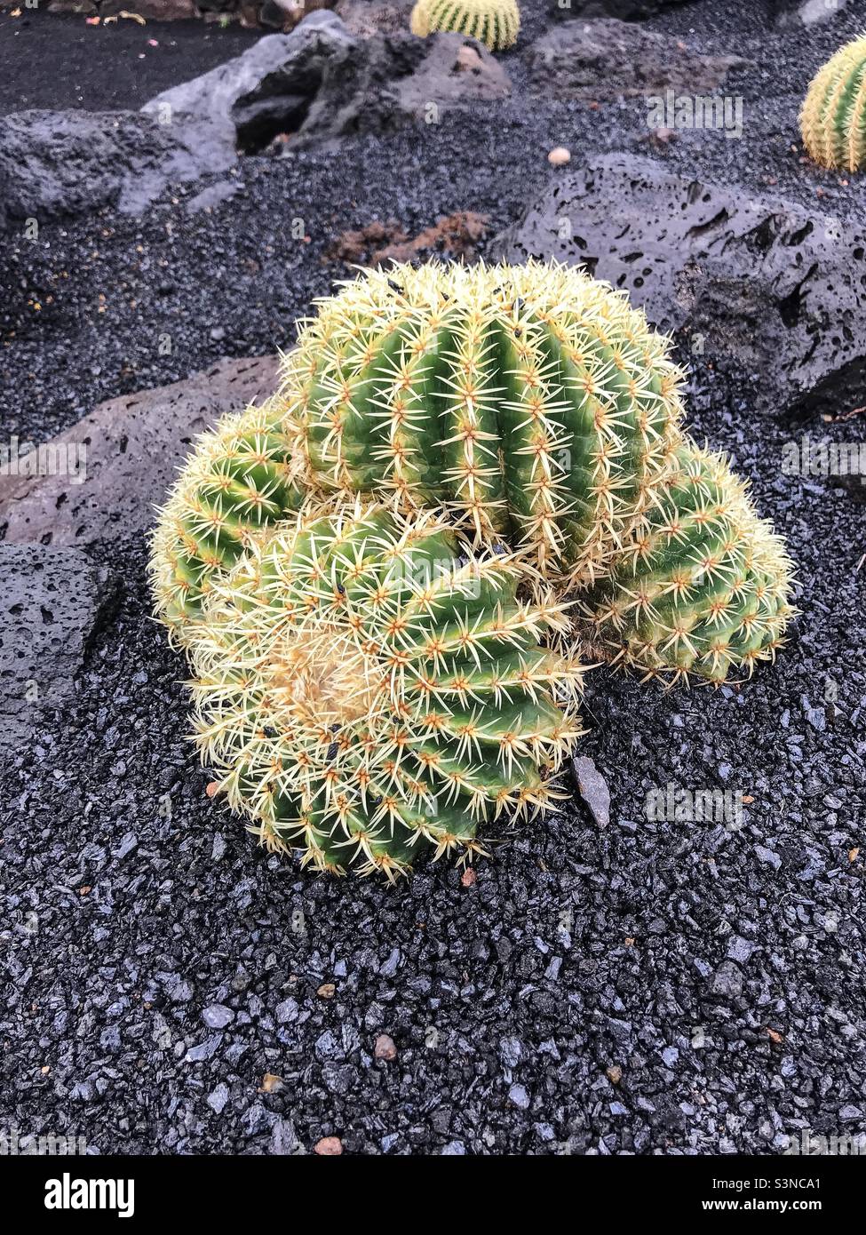 Cactus Banque D'Images