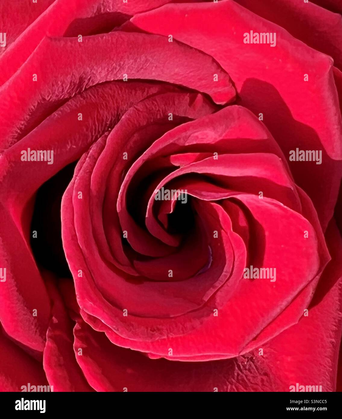 Une seule rose rouge vue d'en haut - Image de stock capturée avec un smartphone