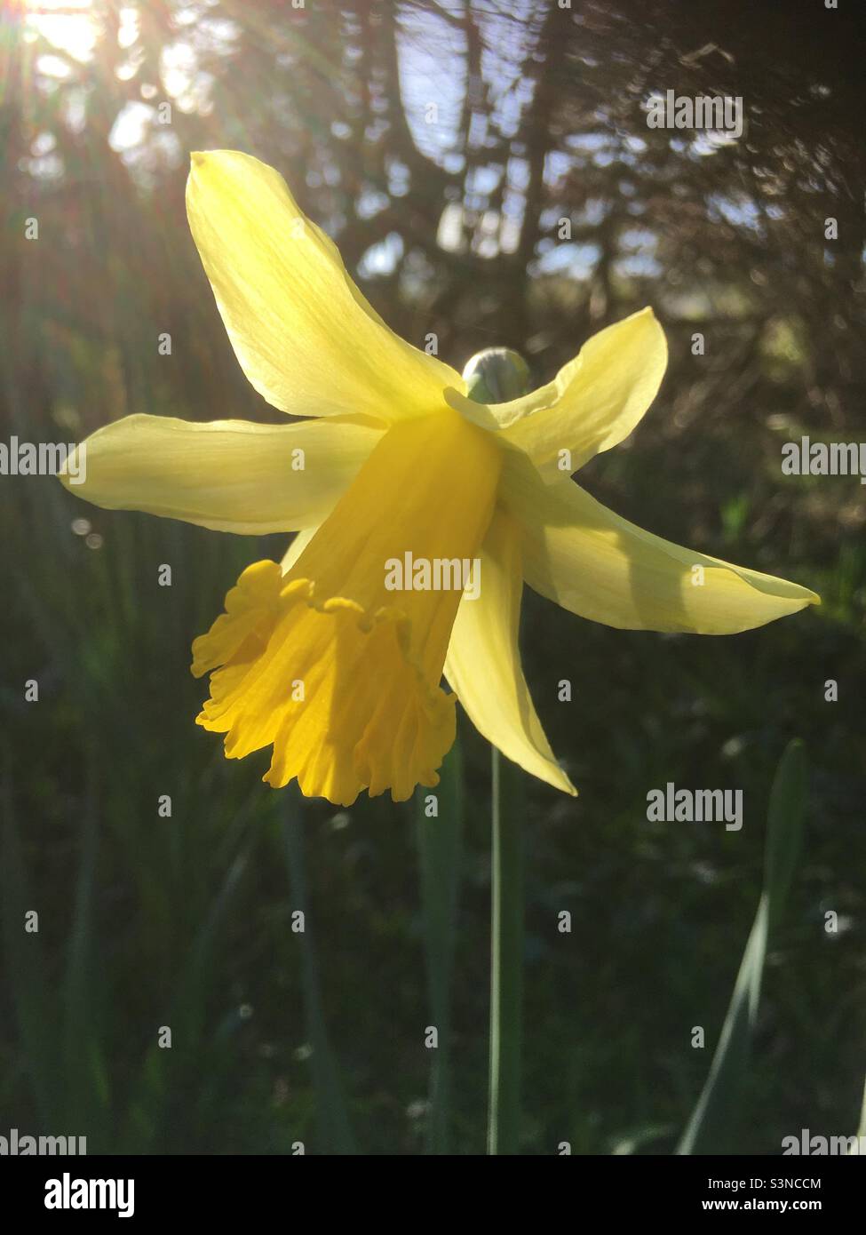 Daffodil, matin, lever du soleil, beauté, fleur, nature, lumière, jaune, or, arbres, forêt Banque D'Images