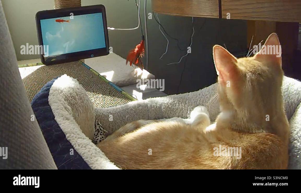 Orange Tabby froid regardant des vidéos de poissons Banque D'Images