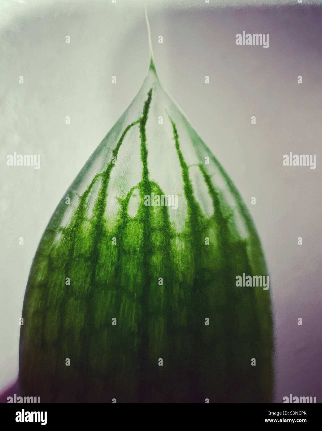 Feuille d'un succulent qui est devenu transparent à la fin - Image de stock capturée avec un smartphone