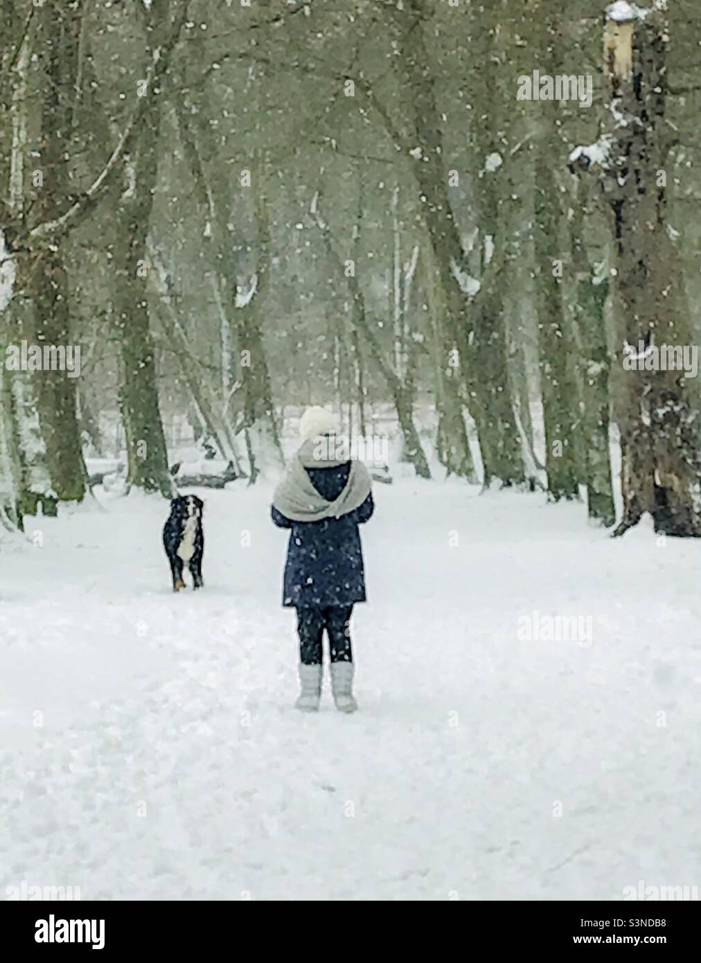 Femme marchant le chien dans un parc neigé Banque D'Images