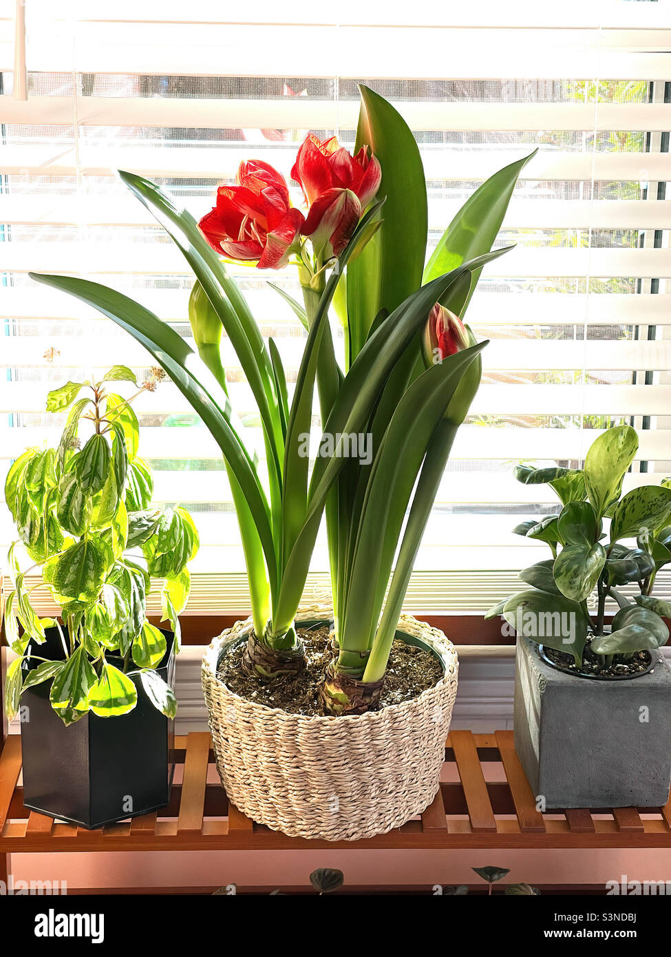 Plante d'amaryllis rouge en fleurs et autres plantes d'intérieur  bénéficiant de la lumière vive du soleil Photo Stock - Alamy