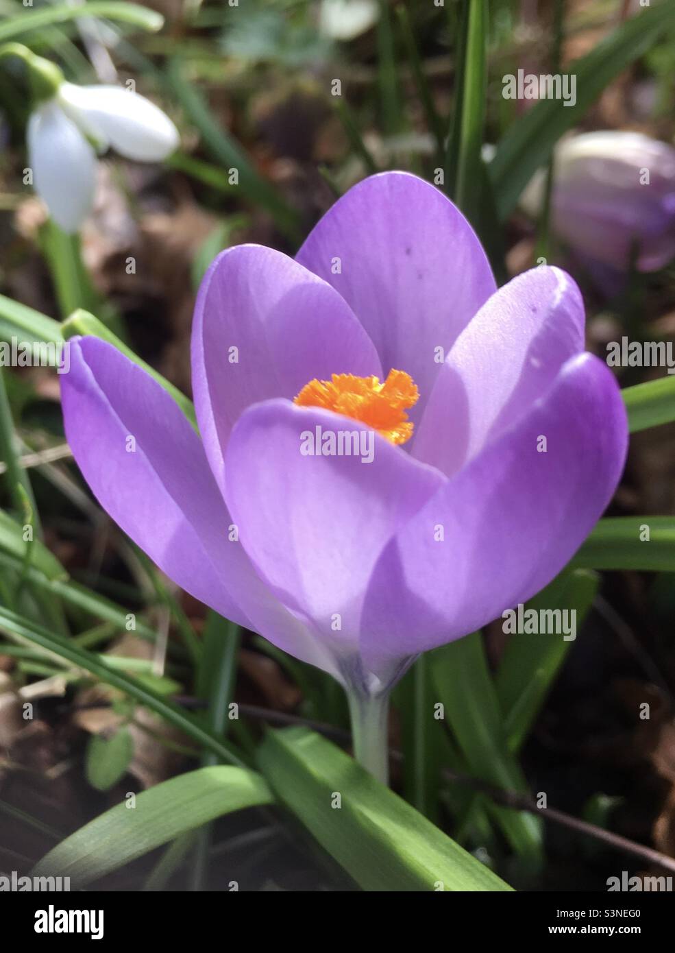 Crocus, fleur de printemps, lumière, violet, or, vert, nature, beauté Banque D'Images