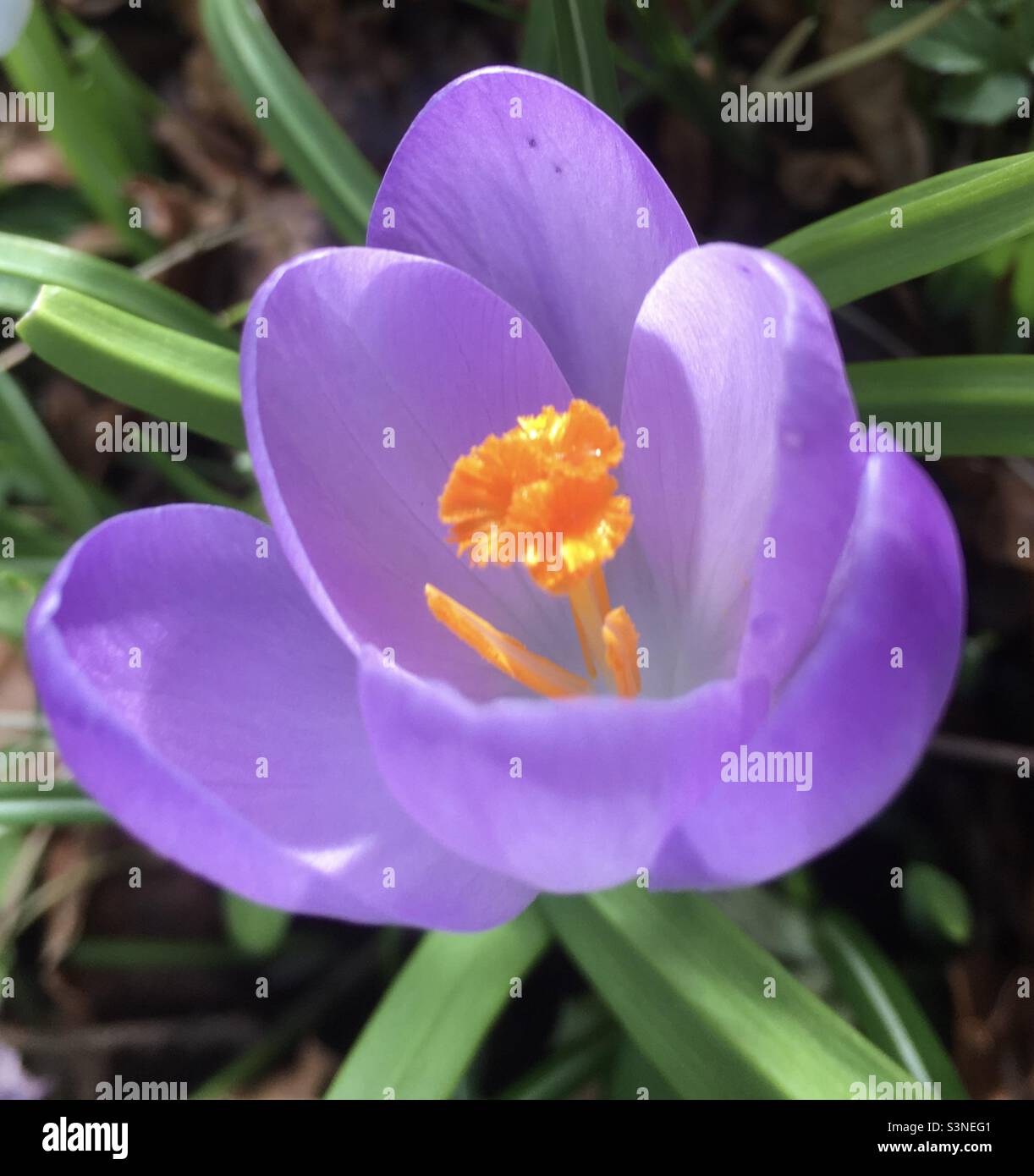 Crocus, fleur de printemps, lumière, violet, or, vert, nature, beauté Banque D'Images