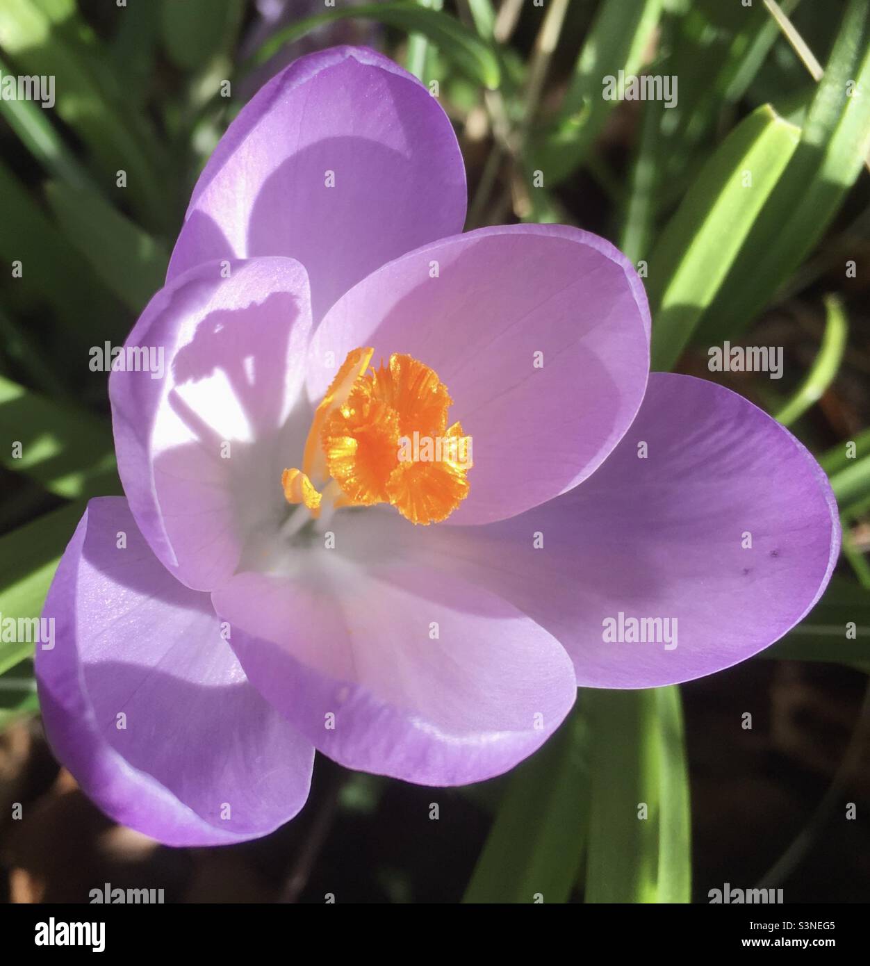 Crocus, fleur de printemps, lumière, violet, or, vert, nature, beauté Banque D'Images