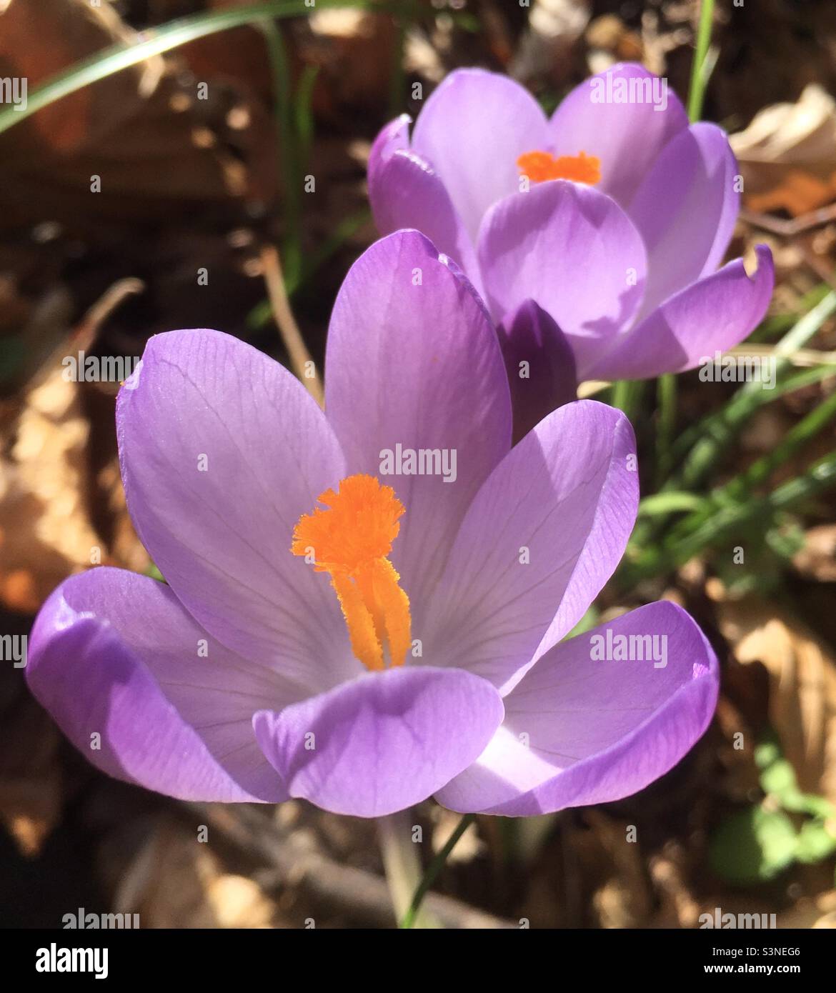 Crocus, fleur de printemps, lumière, violet, or, vert, nature, beauté, crocodiles Banque D'Images