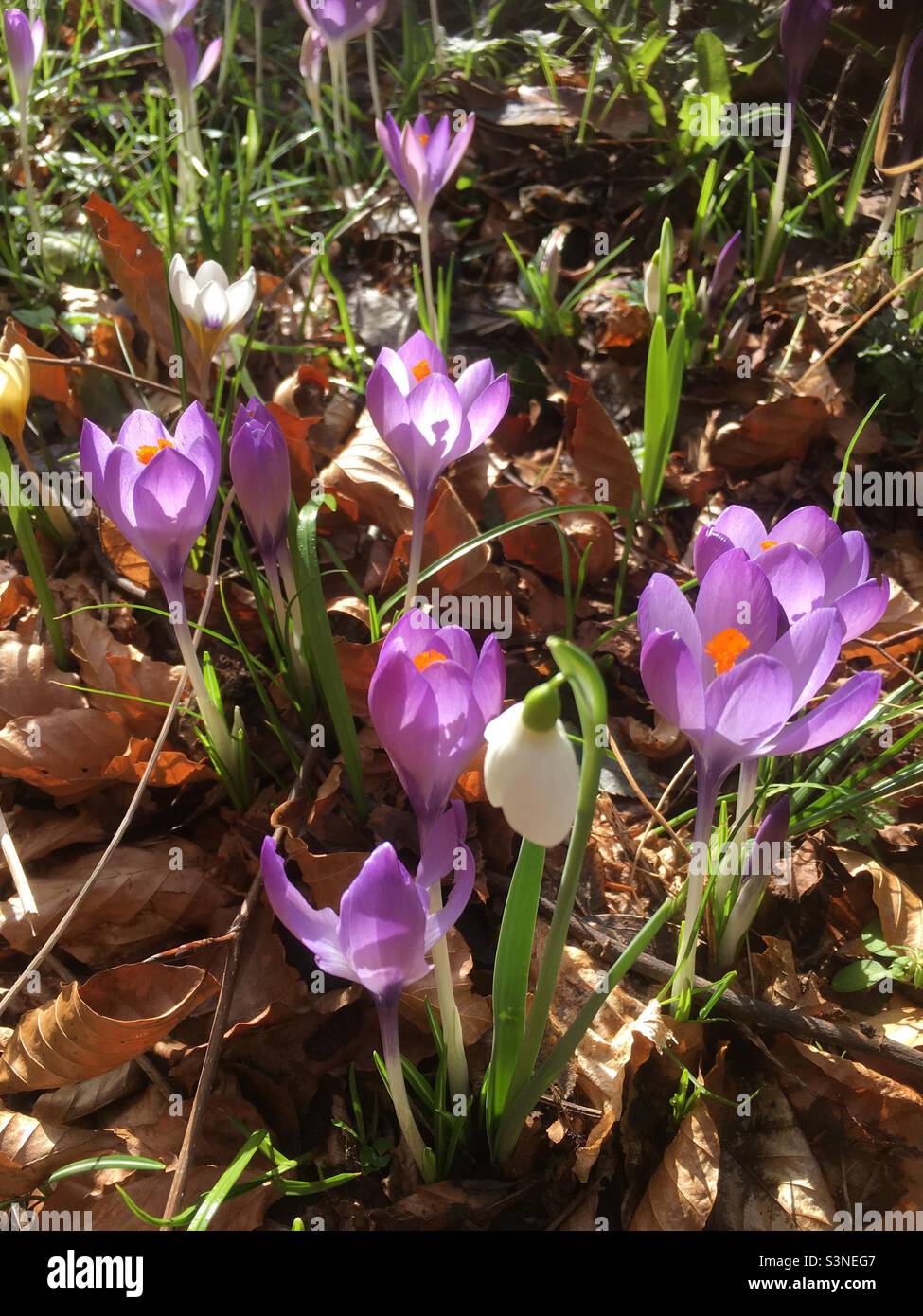 Crocus, fleur de printemps, lumière, violet, or, vert, nature, beauté, crocodiles Banque D'Images