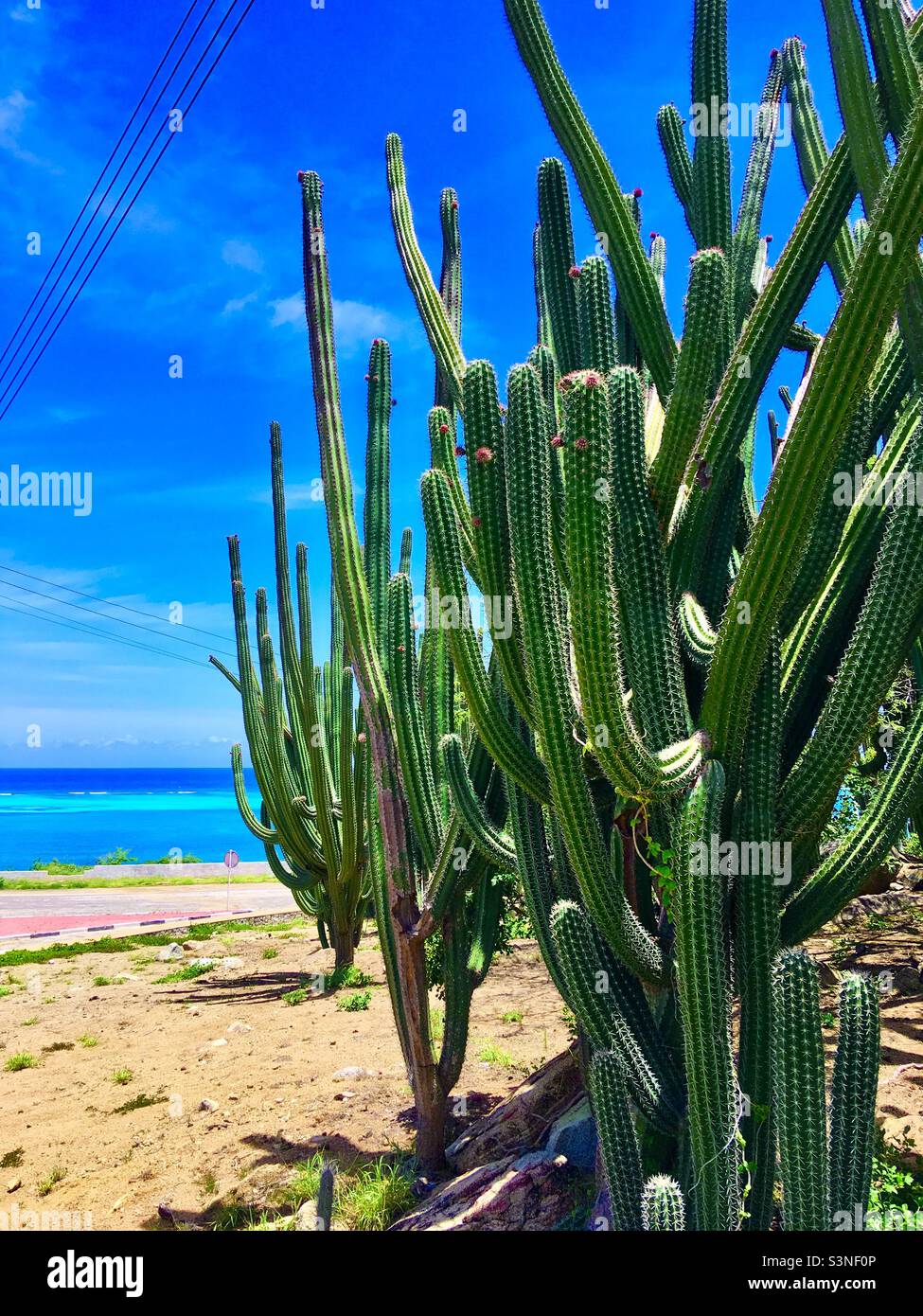 Mur de Cactus à Aruba Banque D'Images