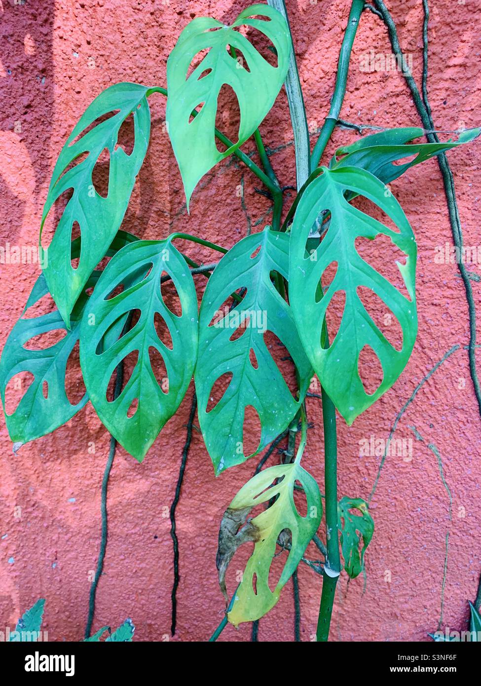 Monstera plante contre un mur rouge Banque D'Images