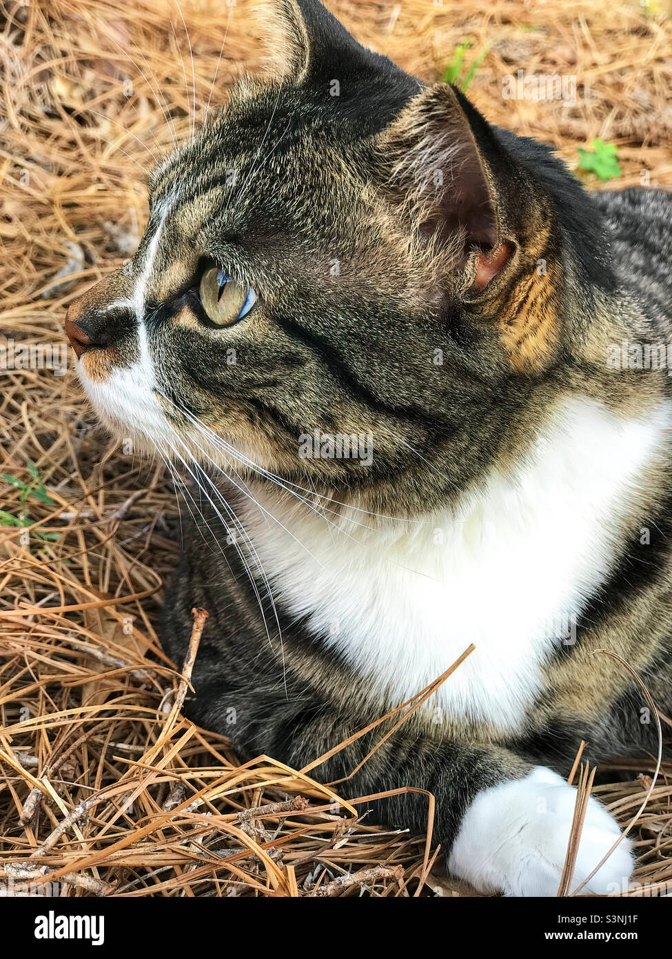 Joli petit chat de tabby femelle à poil long, allongé dans de la paille de pin. Banque D'Images