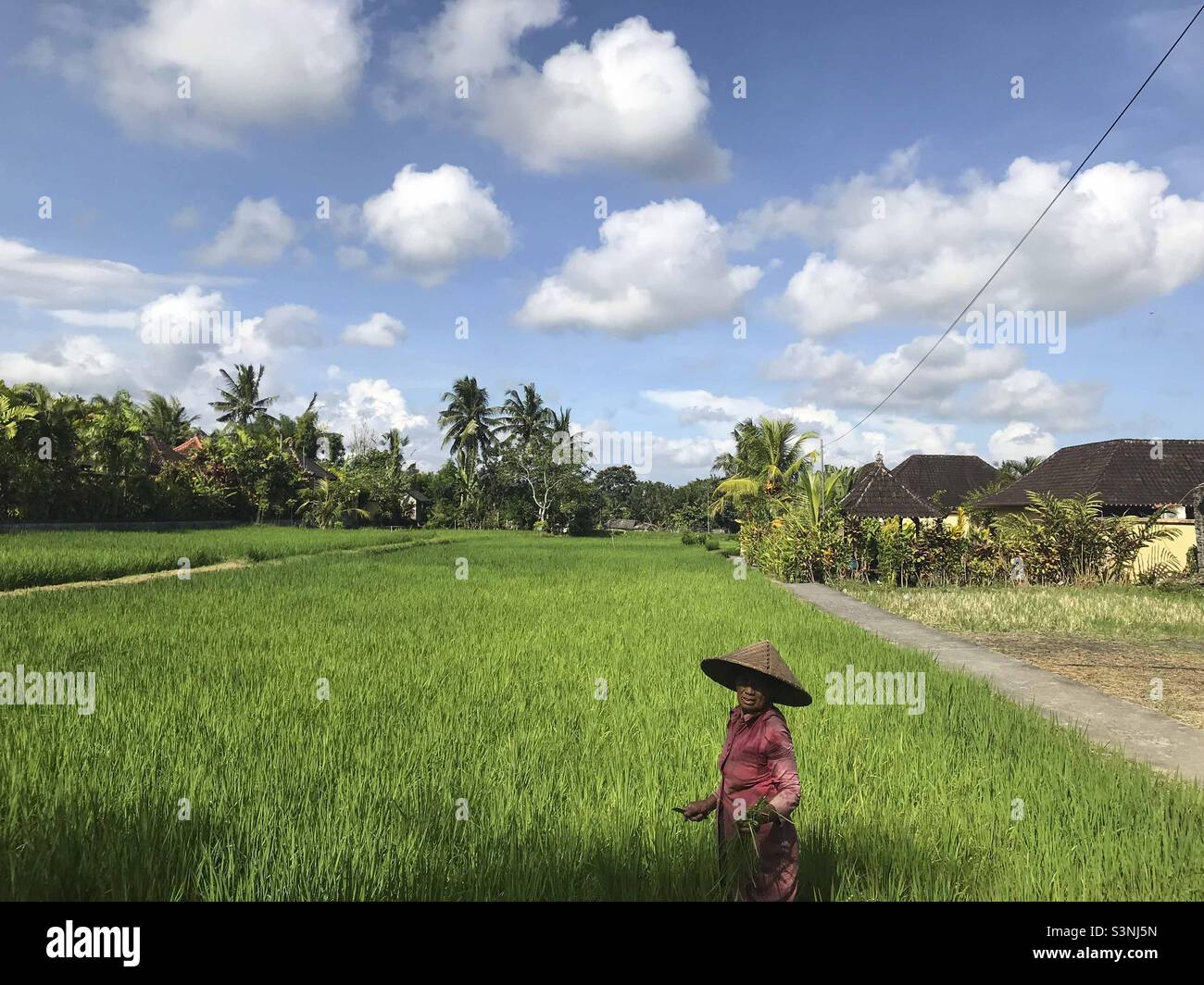 Femme dans le champ de riz à Bali Indonésie Banque D'Images