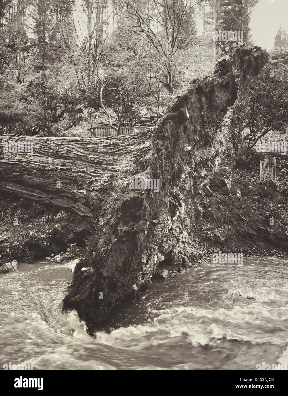 Le tronc et les racines d'un arbre de Sequoia déchu dû à la tempête Arwen à Bodnant Gardens, au nord du pays de Galles - Image de stock capturée avec un smartphone