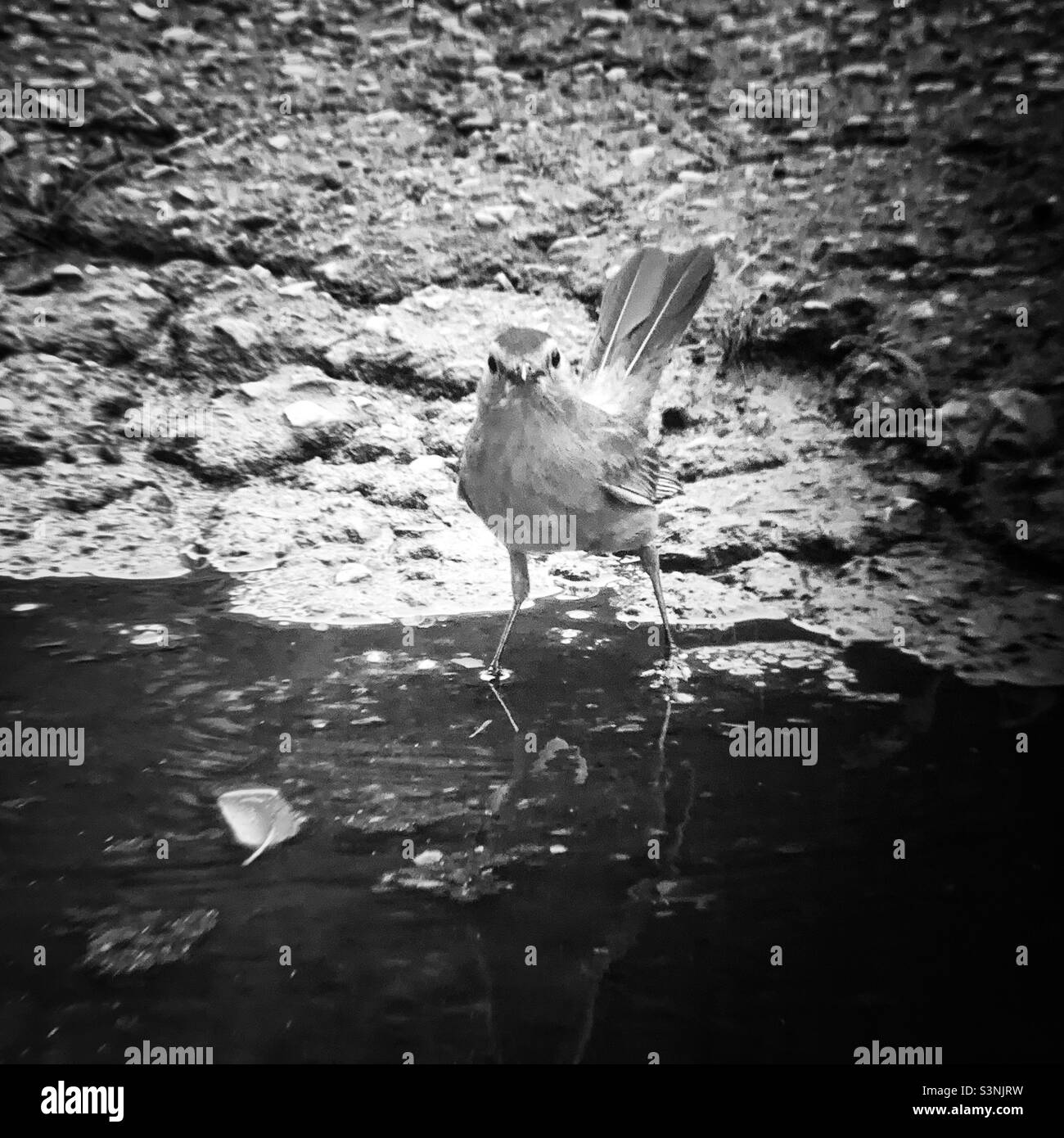 Oiseau de chat gris regardant vers l'avant. Noir et blanc. Banque D'Images