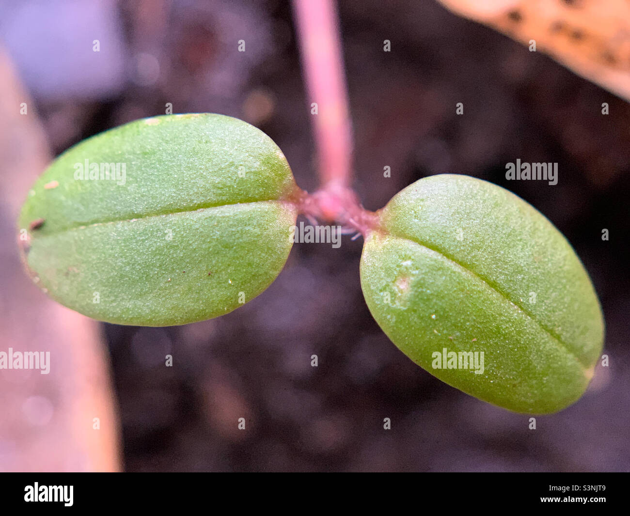 Photo macro de la croissance des plantes Banque D'Images