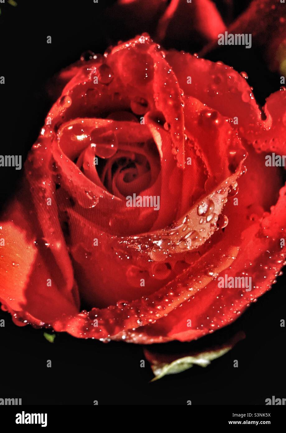 Gros plan de rose rouge humide avec des gouttelettes d'eau sur fond noir - Image de stock capturée avec un smartphone