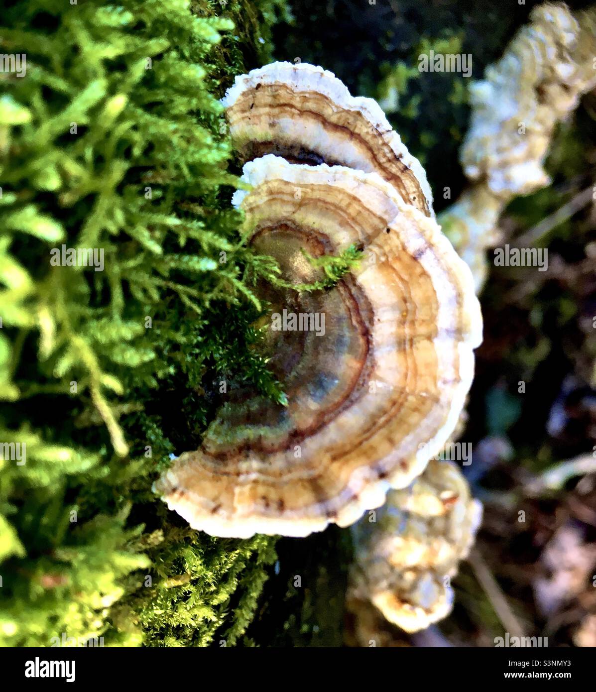 Mousses d'arbres, champignons d'arbres, nature, beauté, forêt, spirale, vert, bois Banque D'Images