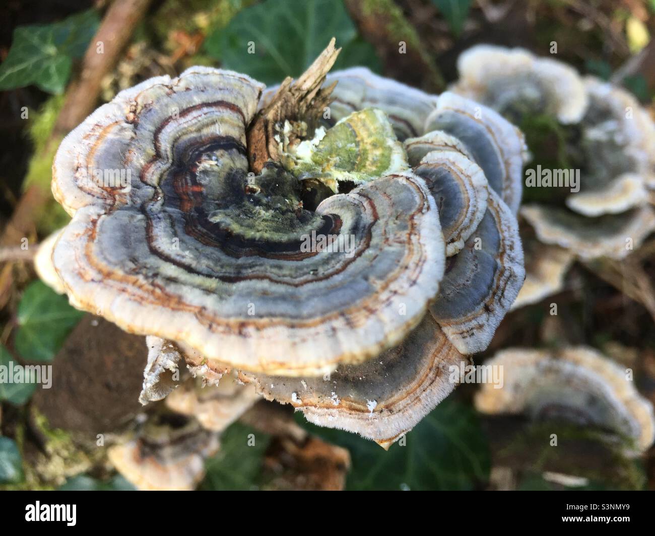 Champignon d'arbre, spirales, nature, beauté, vert, bois, arbre, arbres, forêt, beauté Banque D'Images