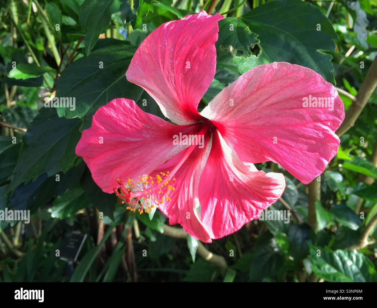 Fleur d'hibiscus en rose chaud parsemée de crème - Image de stock capturée avec un smartphone