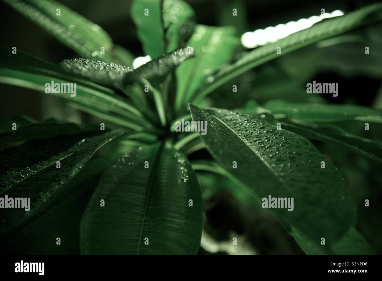 feuilles vertes avec gouttes d'eau sur elles - Image de stock capturée avec un smartphone