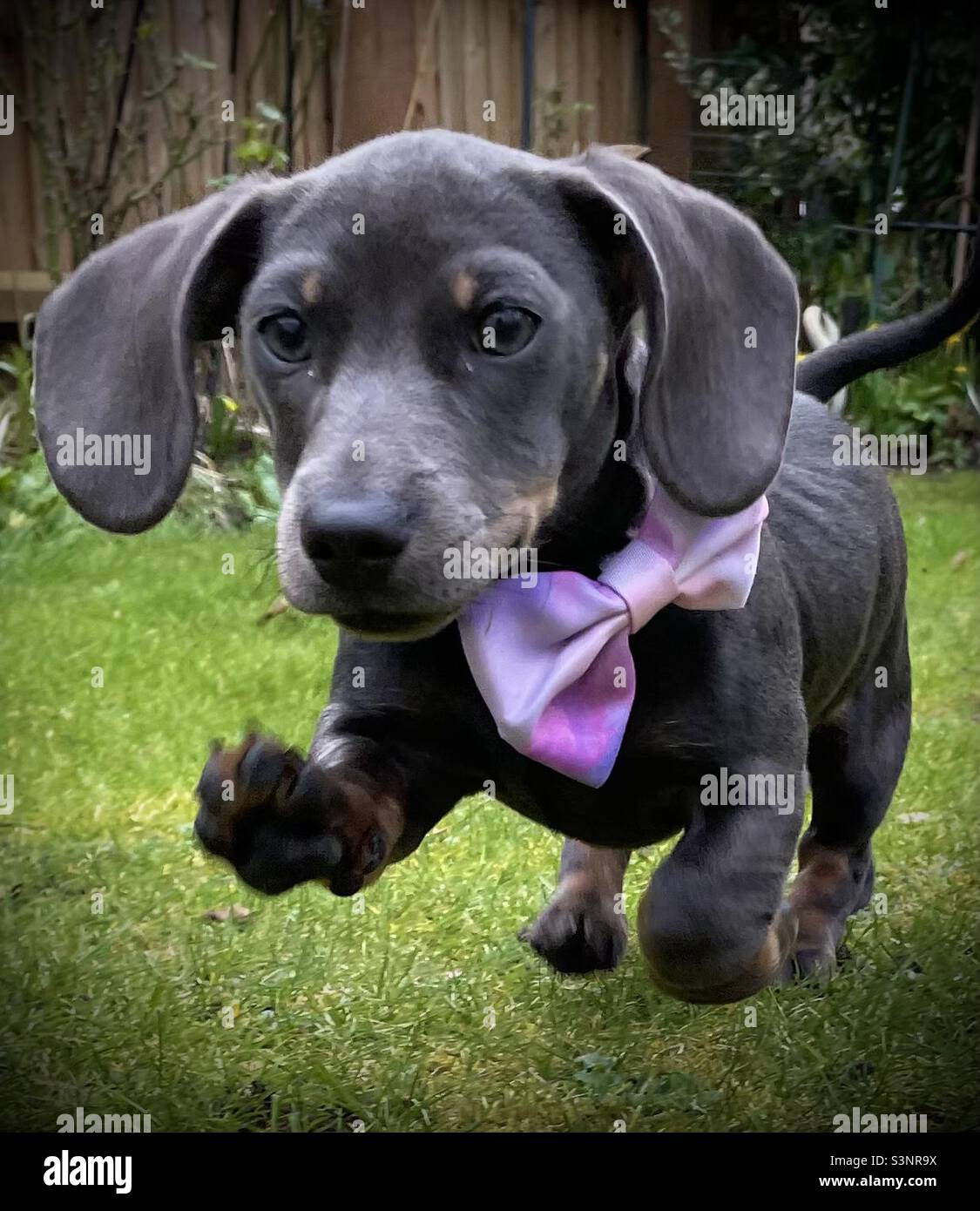 Mini Dachshund Billie Reynolds saucisse chien mignon Puppy Banque D'Images