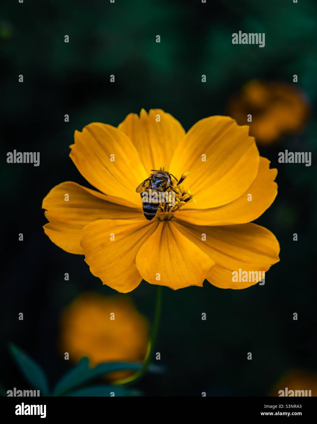 petite abeille et sa fleur Banque D'Images