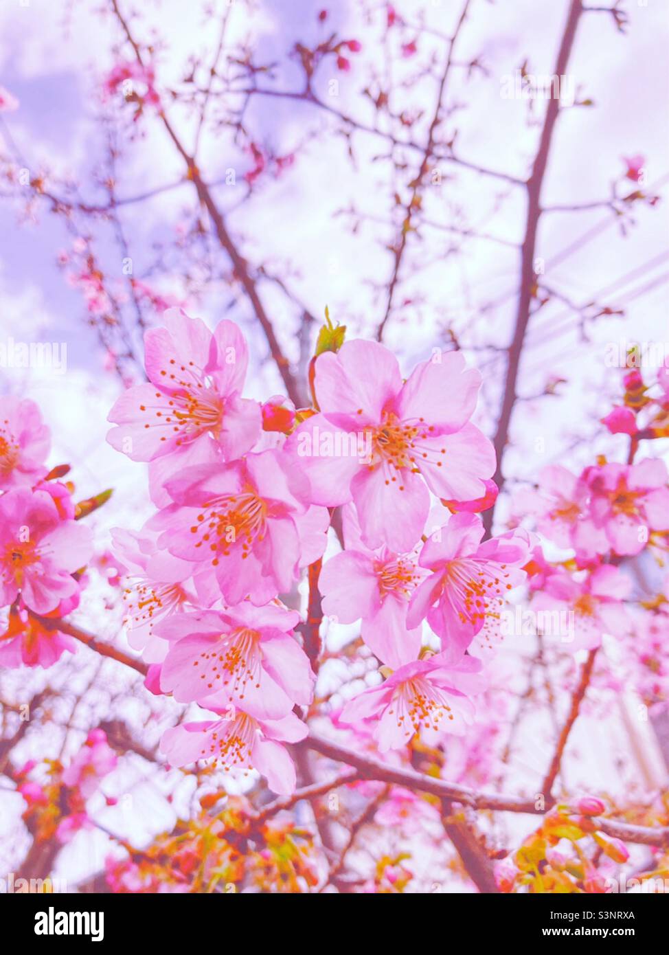 Floraison précoce des cerisiers en fleurs à Tokyo, début mars 2022 - esthétique rose A Banque D'Images