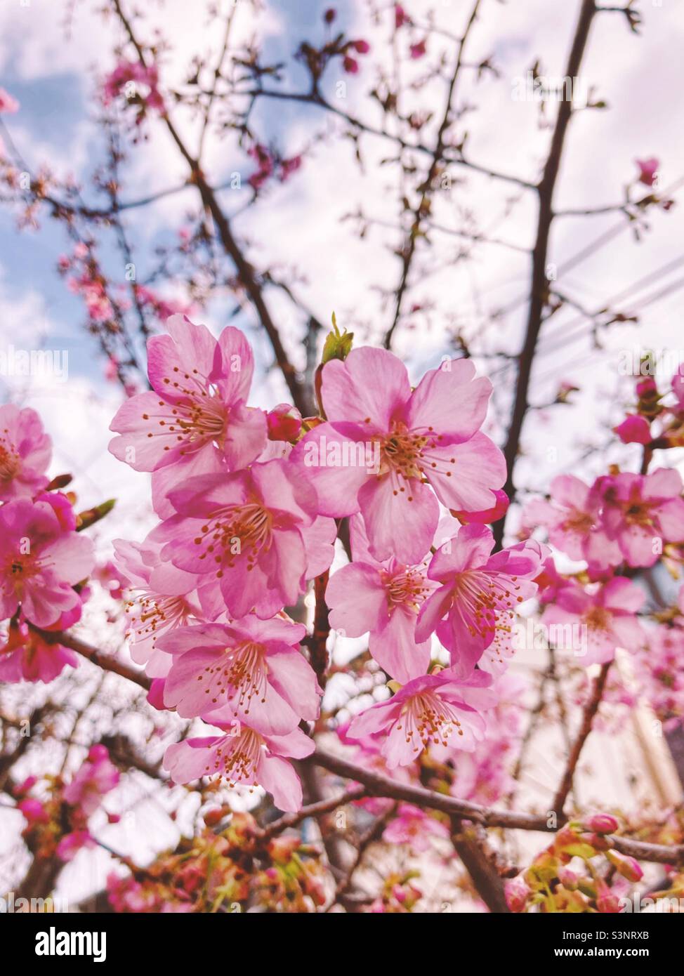 Floraison précoce des cerisiers en fleurs à Tokyo, début mars 2022 - esthétique rose B Banque D'Images