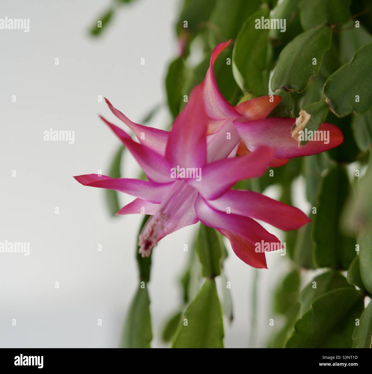 Ce Cactus de Noël ne se rend pas compte qu’il s’agit de la marche. - Image de stock capturée avec un smartphone
