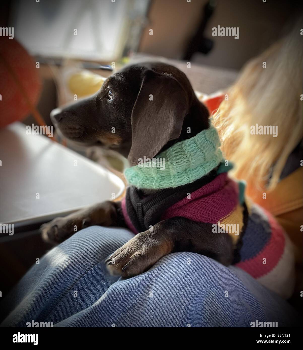 Chien miniature Dachshund de Billie Reynolds Banque D'Images