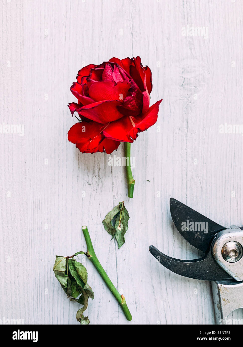 Rose rouge mort coupée au niveau de la tige - Image de stock capturée avec un smartphone