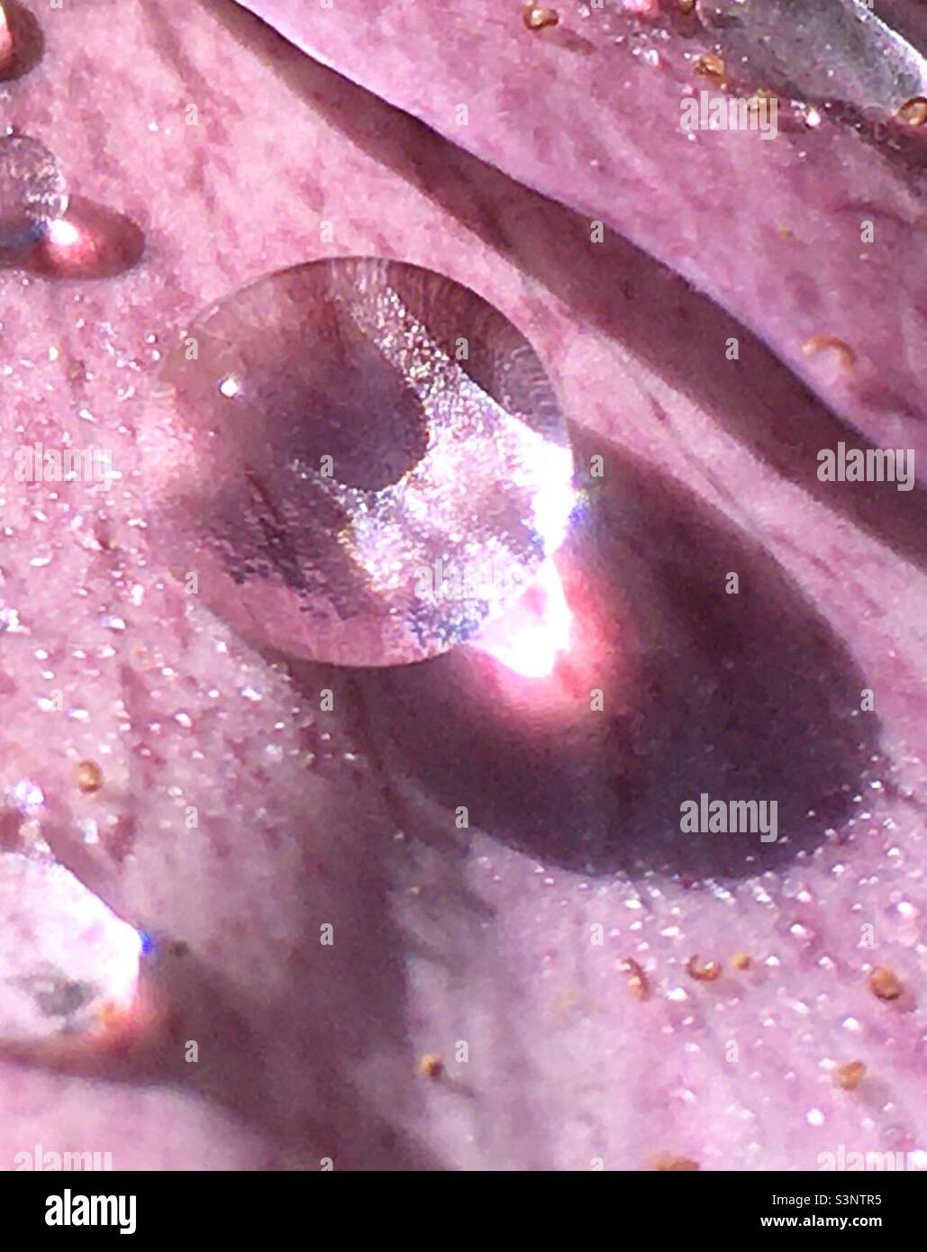 Gouttes de pluie, lumière, brillant, goutte d'eau, rose, brillance, lumière, nature, beauté Banque D'Images