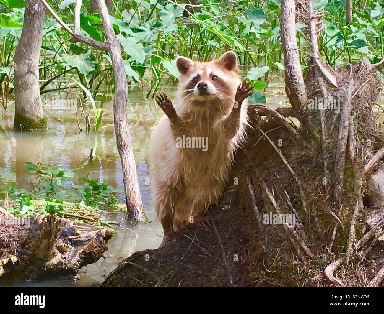 Marais de Honey Island, Louisiane Banque D'Images