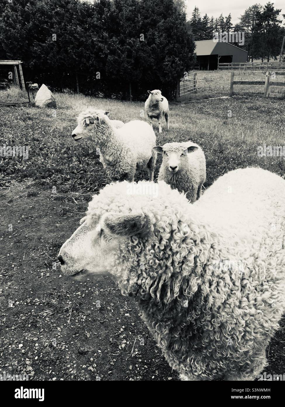 Quatre moutons Cotswold Banque D'Images