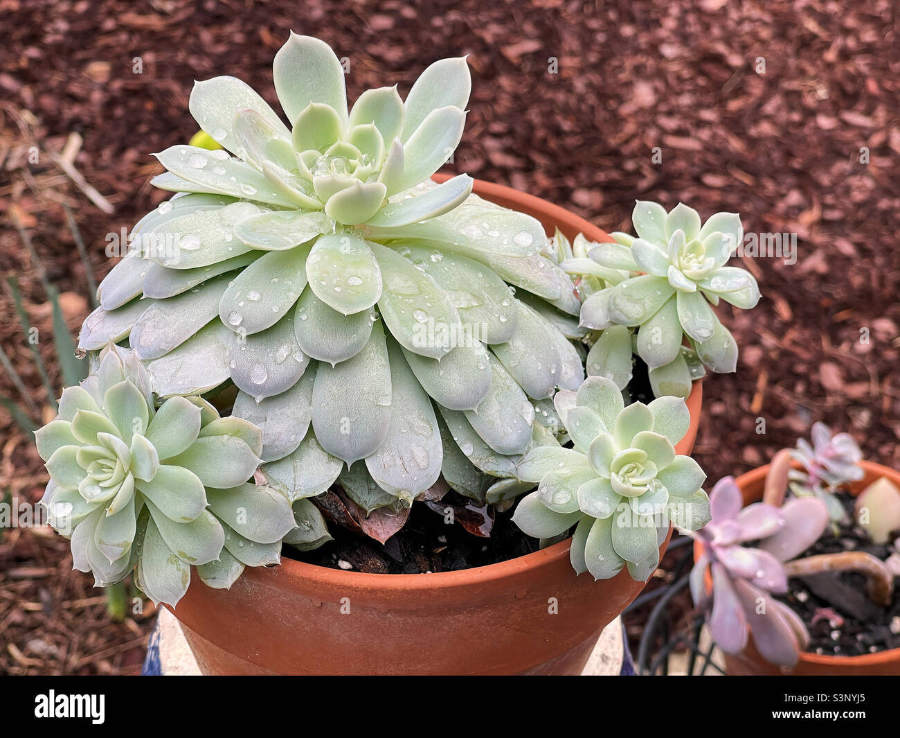 Echeveria poules et poussins plantes succulentes. Banque D'Images