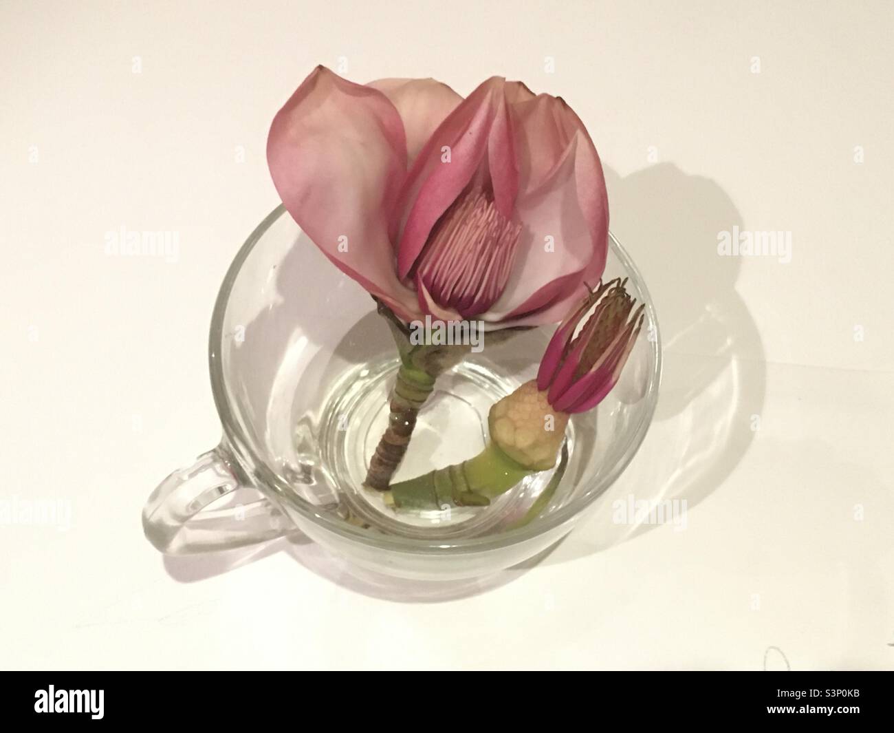 Fleur de magnolia, tasse, beauté, nature, bourgeon de magnolia, rose, blanc, éthéré, paisible Banque D'Images