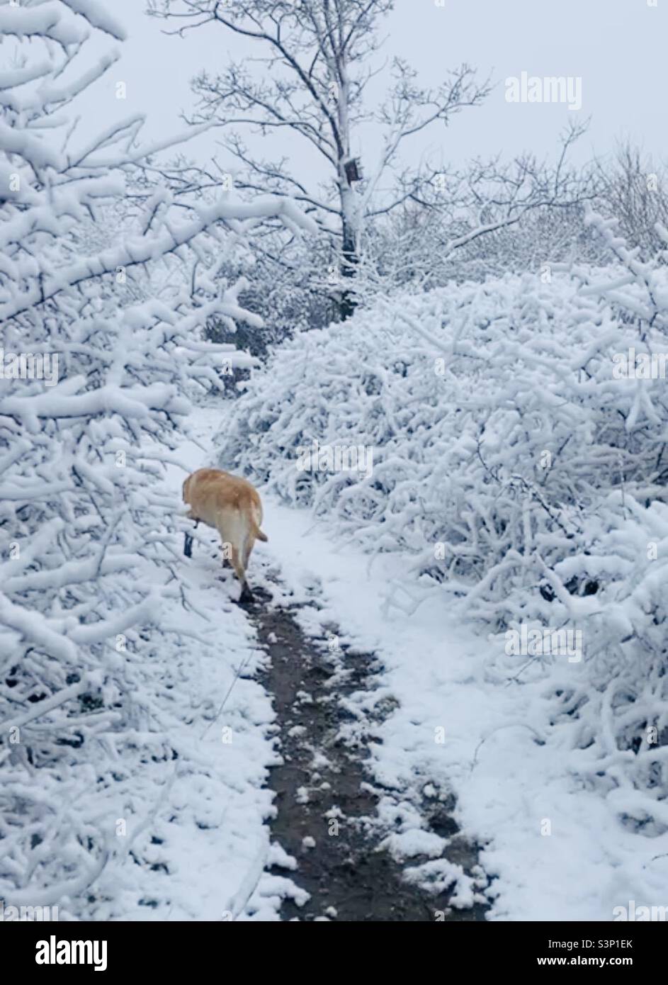 Golden Labrador pour une promenade dans la neige Banque D'Images