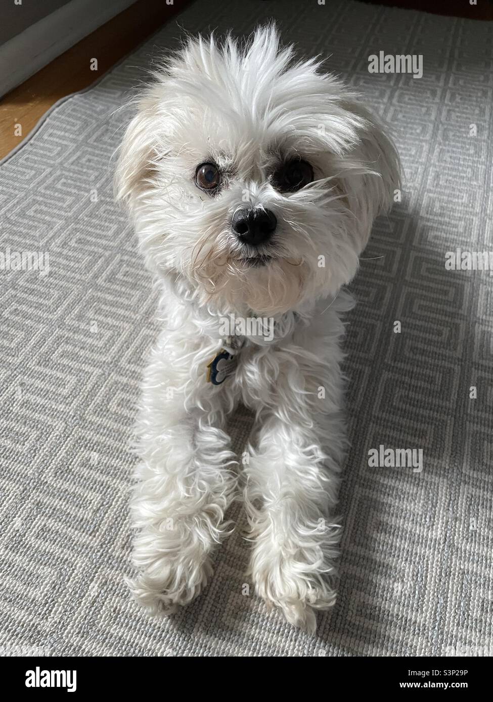 Joli petit chien sur un tapis gris à motifs Banque D'Images