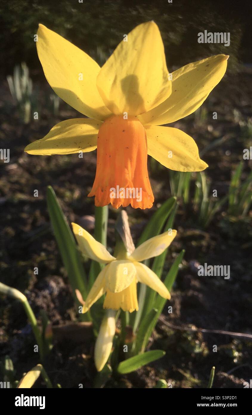 Jonquilles, doré, jaune, orange, vert, fleur, nature, beauté, jardin Banque D'Images