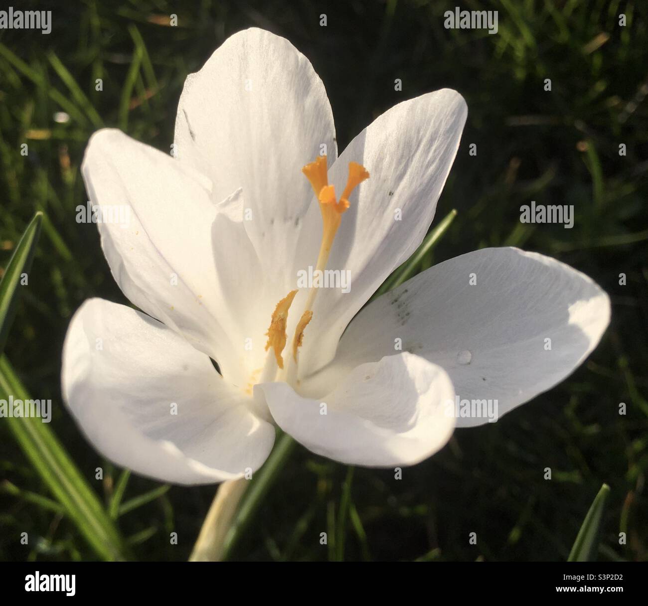 Crocus , blanc orange, vert, fleur, nature, beauté, jardin Banque D'Images